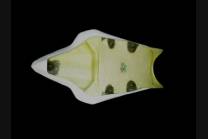 Codone con Sottocodone per R6 08 2