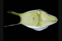 Codone Sottocodone per sella Neoprene 2