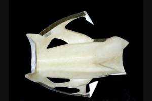 Front fairings without back seat 