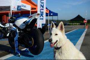 Complete and painted fairings 30° anniversary