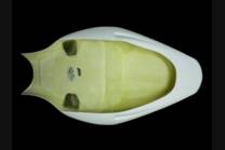 Colin Triumph Daytona 675 2006 2012 - MXPCRD1850 2